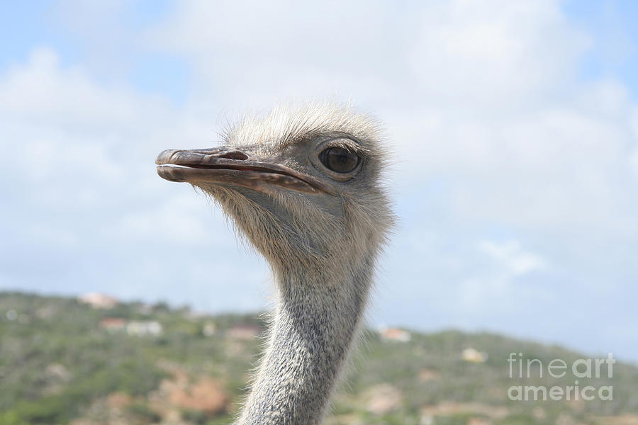 Ostrich Head II Photograph by Thomas Marchessault