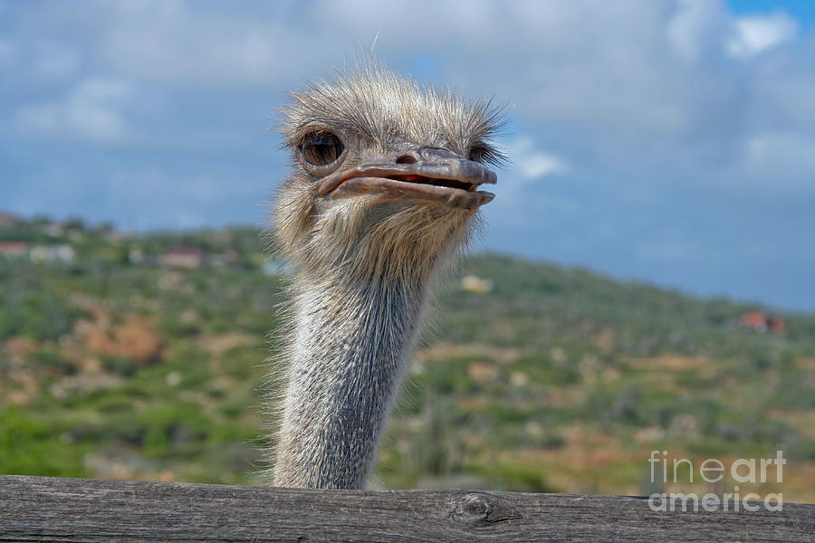 Ostrich Head Photograph by Thomas Marchessault