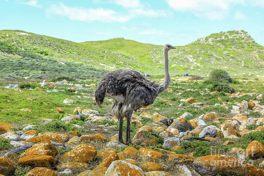 Ostrich in Cape of Good Hope Photograph by Benny Marty