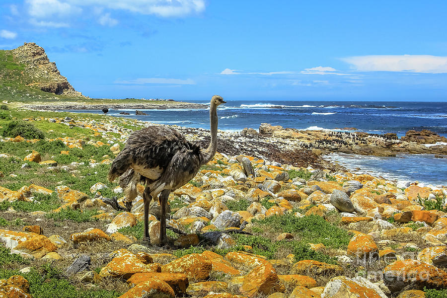 Ostrich in Cape Peninsula Photograph by Benny Marty