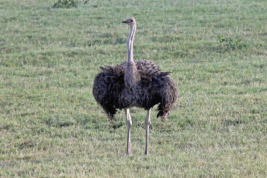 Ostrich in Hwange Photograph by Tony Murtagh