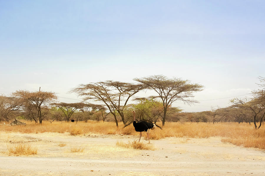Ostrich in National Park in Ethiopia. Photograph by Marek Poplawski