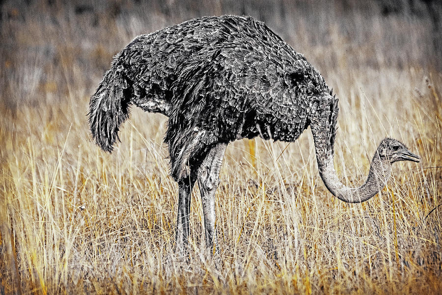 Ostrich in the veldt Photograph by Patrick Kain