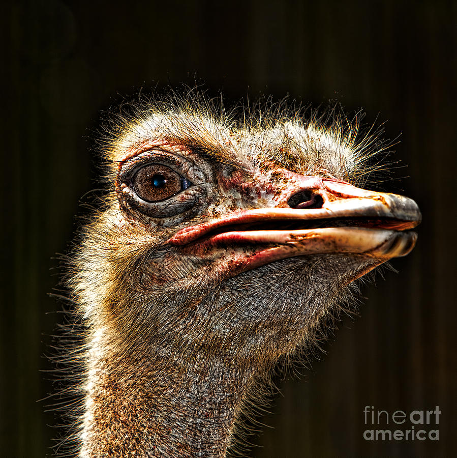 Ostrich Photograph - Ostrich by Joerg Lingnau