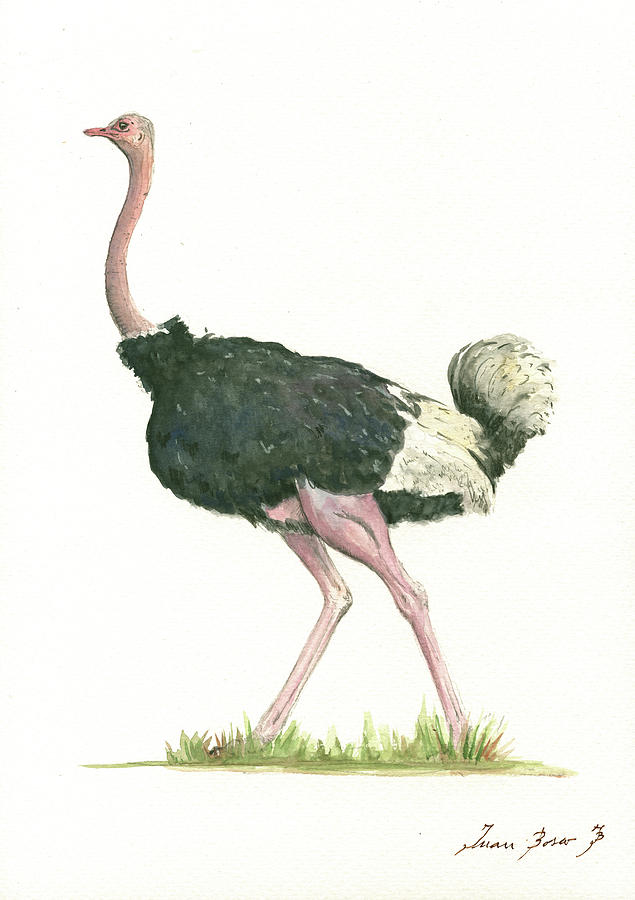Ostrich Painting - Ostrich by Juan Bosco