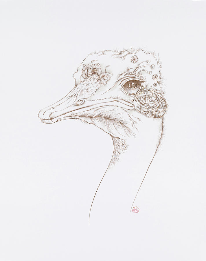 Ostrich Drawing by Karen Robey