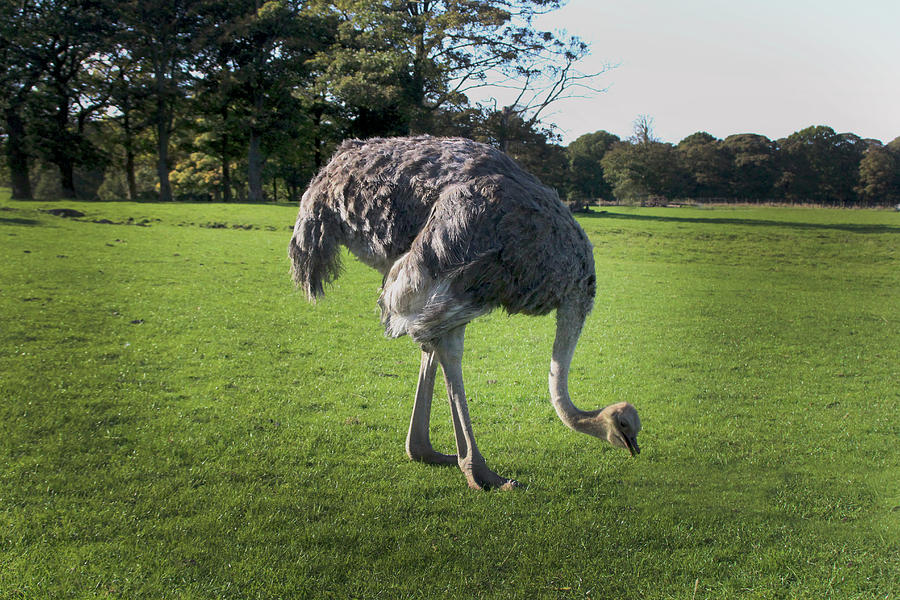 Ostrich - Knowsley Safari Park in England Photograph by Doc Braham