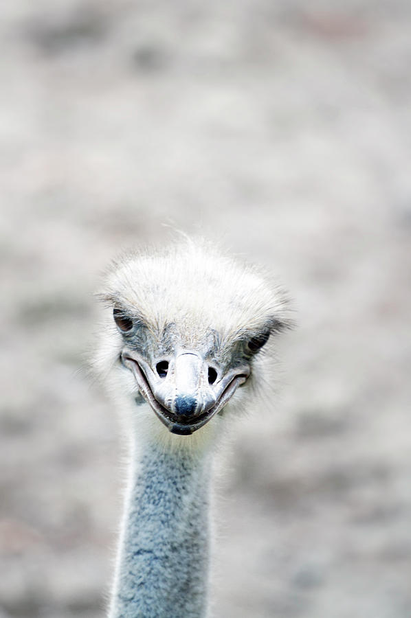Ostrich Photograph - Ostrich by Lauren Mancke