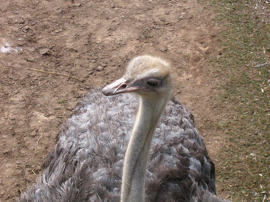 Ostrich Photograph - Ostrich by Devorah Shoshanna