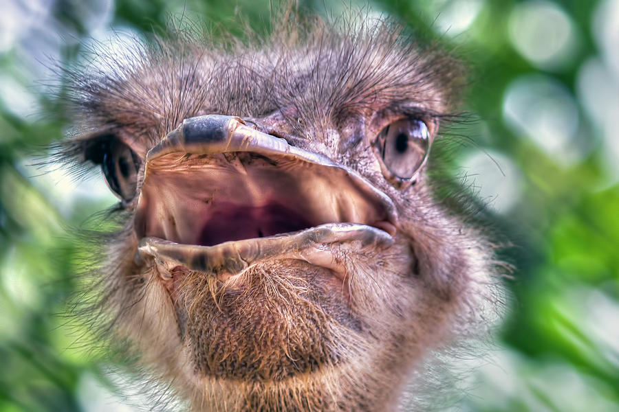 Ostrich Photograph by Nadia Sanowar