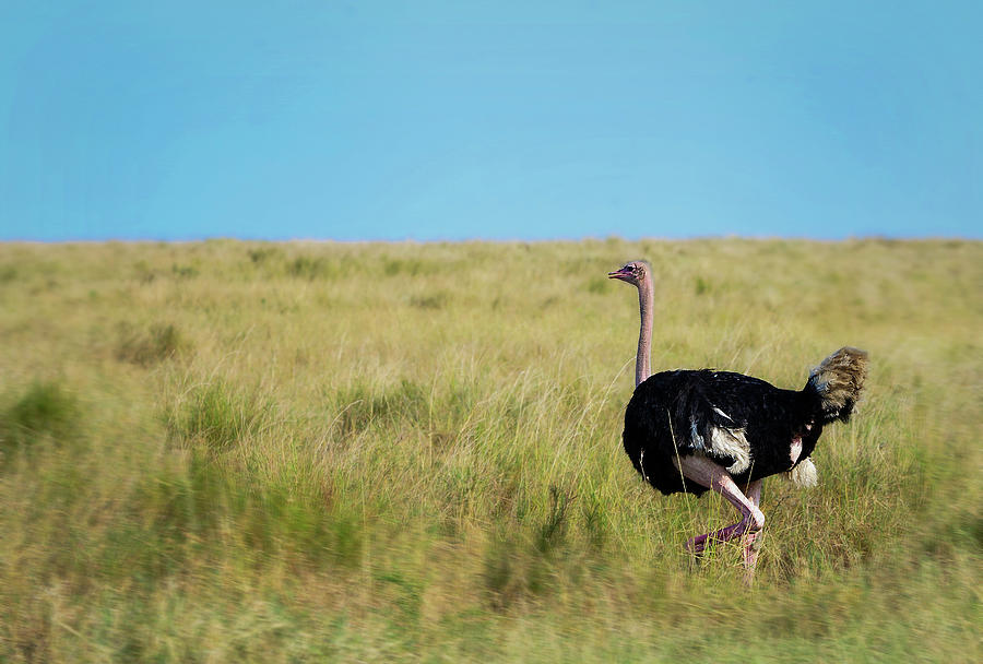 Ostrich Photograph - Ostrich on the Run by Vicki Jauron