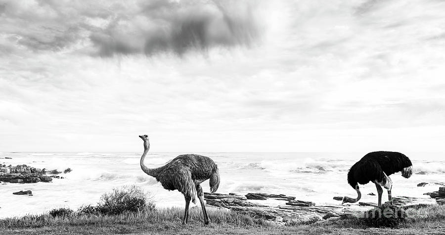 Ostrich Pair Beside Ocean Black And White Photograph