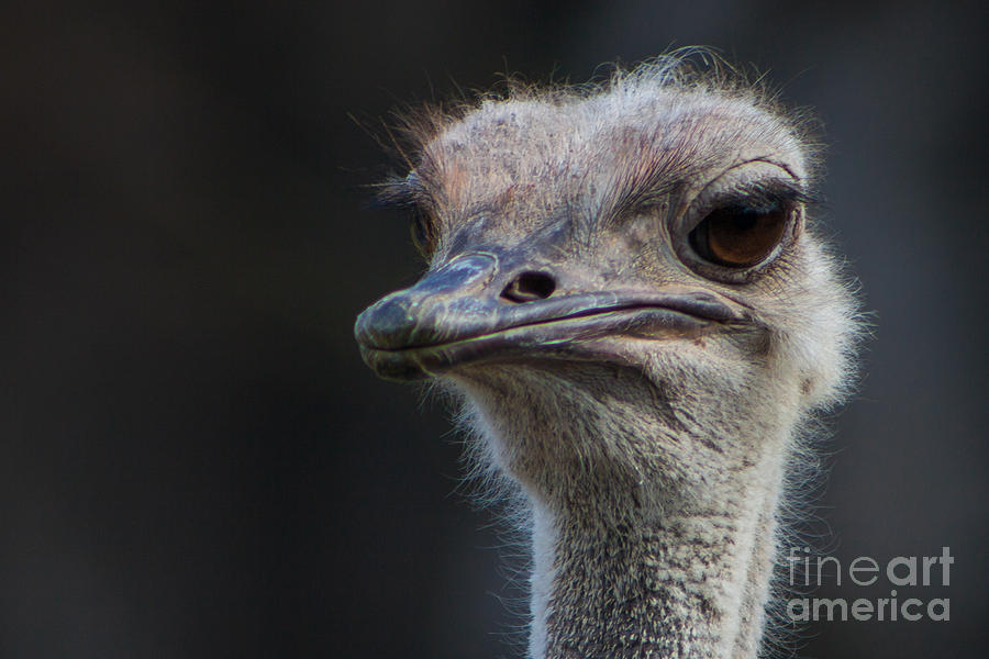 Ostrich Portrait Photograph by Kimberly Blom-Roemer