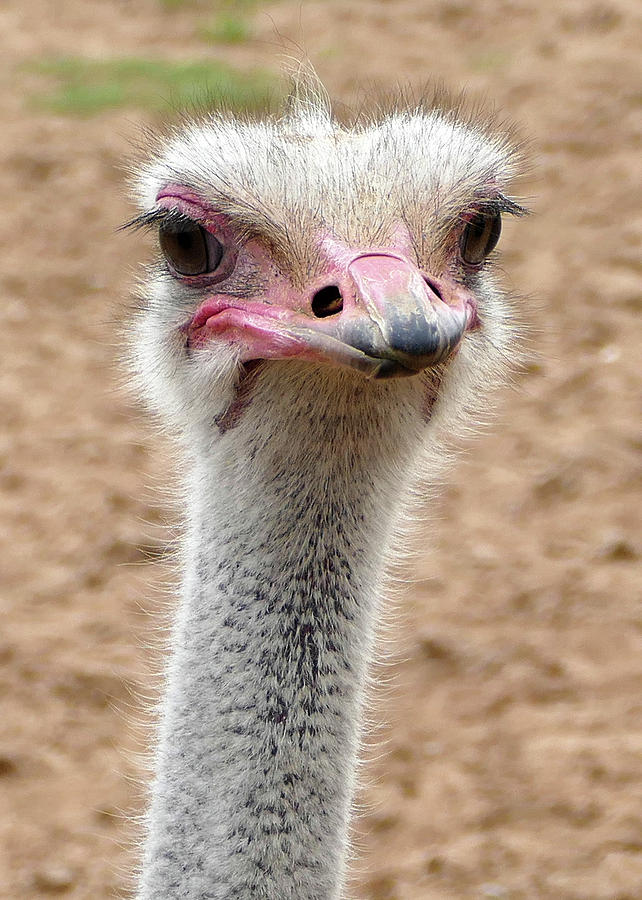 Ostrich Portrait Photograph by Laurel Powell