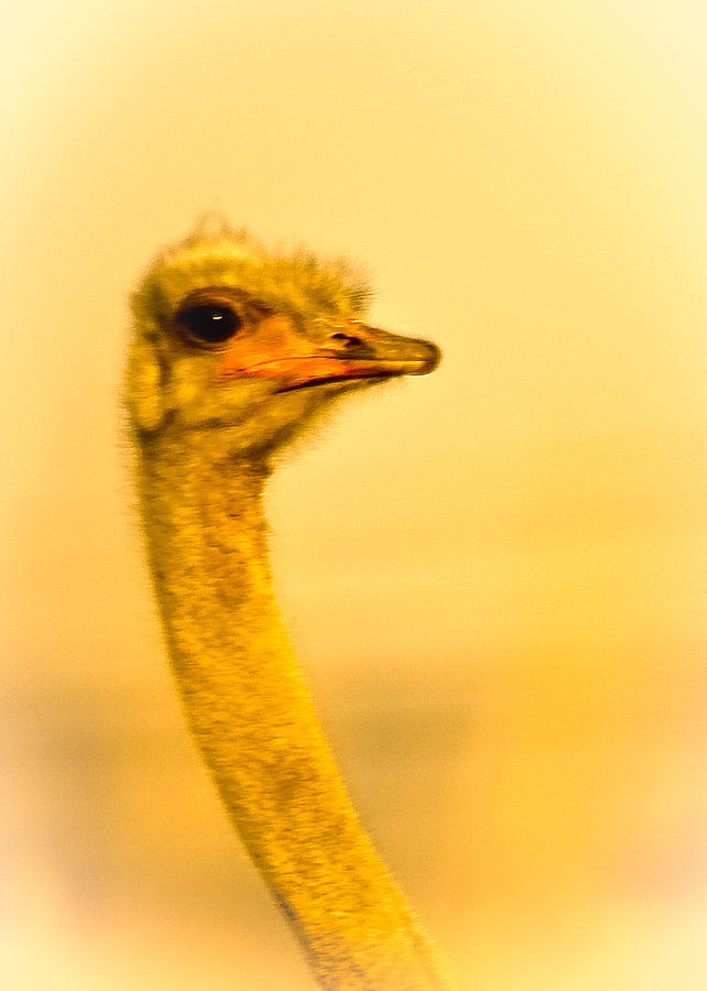 Ostrich Portrait Photograph by Patrick Kain
