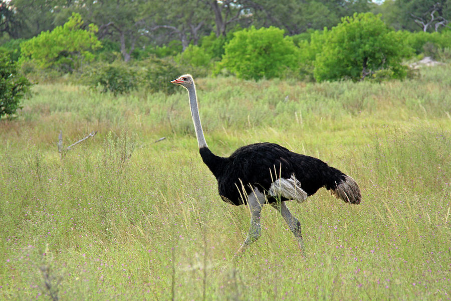 Ostrich Photograph by Richard Krebs