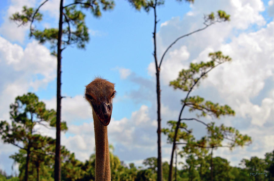 Ostrich Selfie Photograph by Ken Figurski