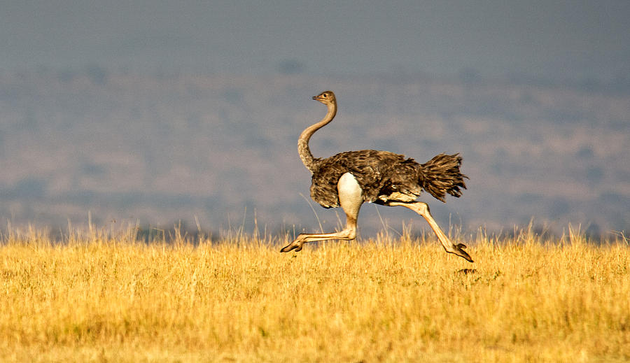 Ostrich Struthio Camelus Running Photograph by Panoramic Images