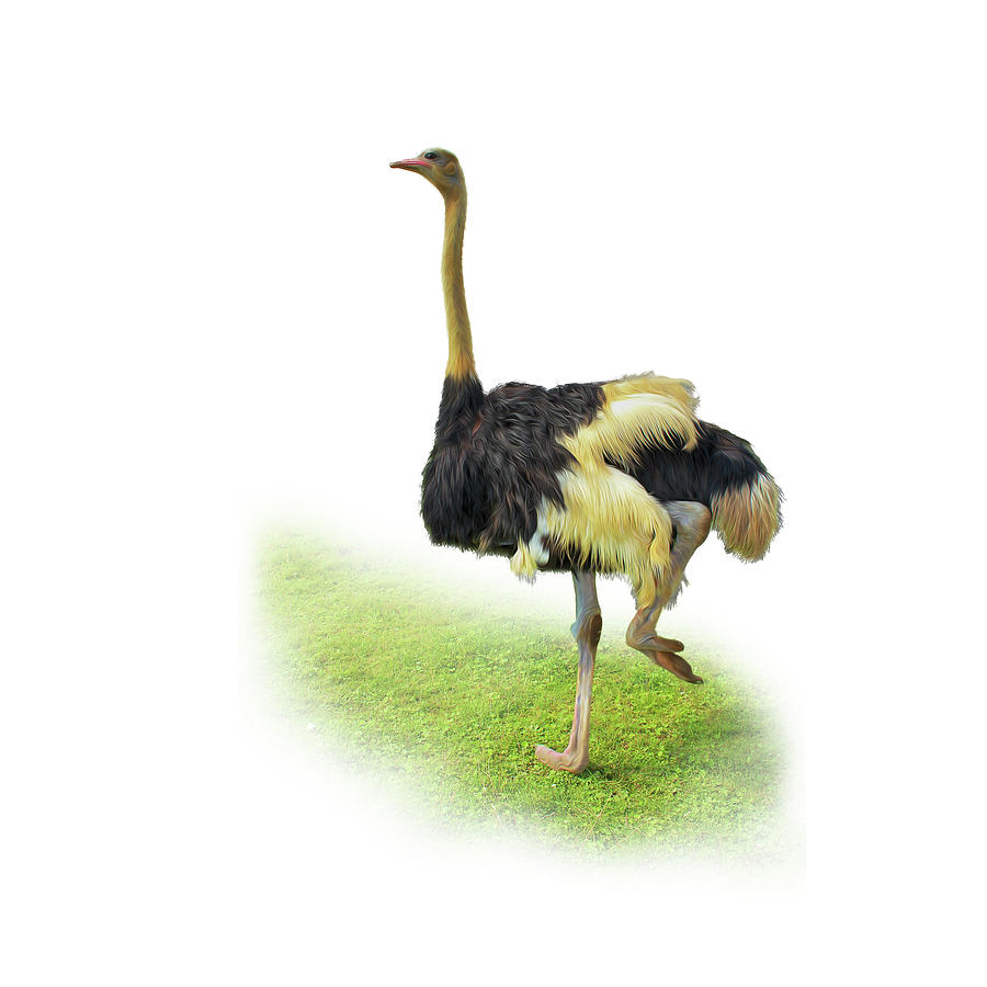 Ostrich Painting