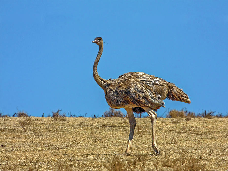 Ostrich Walking Photograph by Sally Weigand