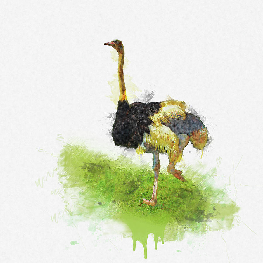 Ostrich - Watercolor Drawing