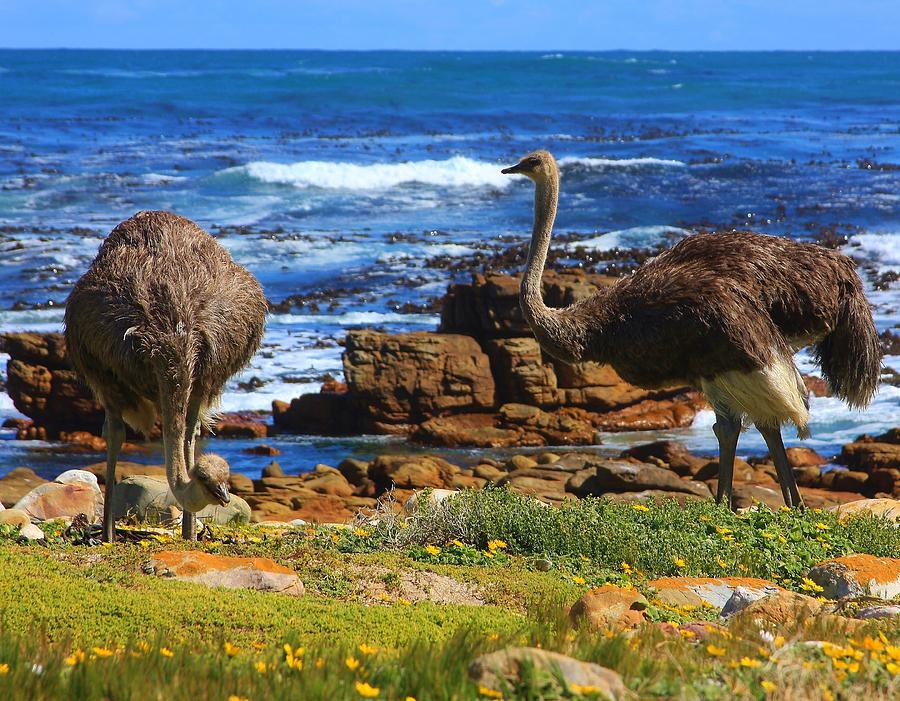 Ostriches At The Cape Of Good Hope Photograph