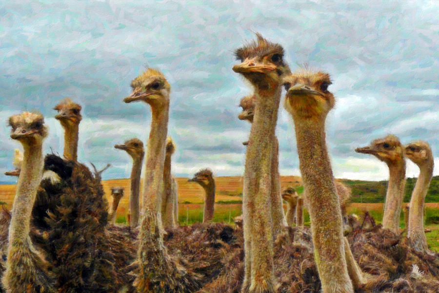Ostriches Digital Art by Giuseppe Cesa Bianchi