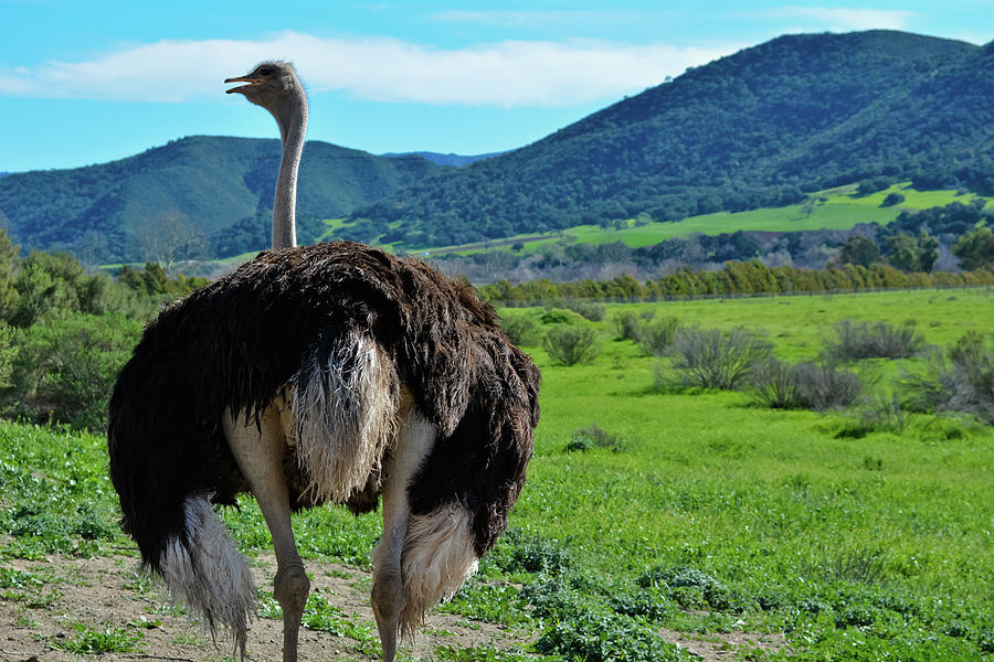 Ostrichland Photograph by Kyle Hanson