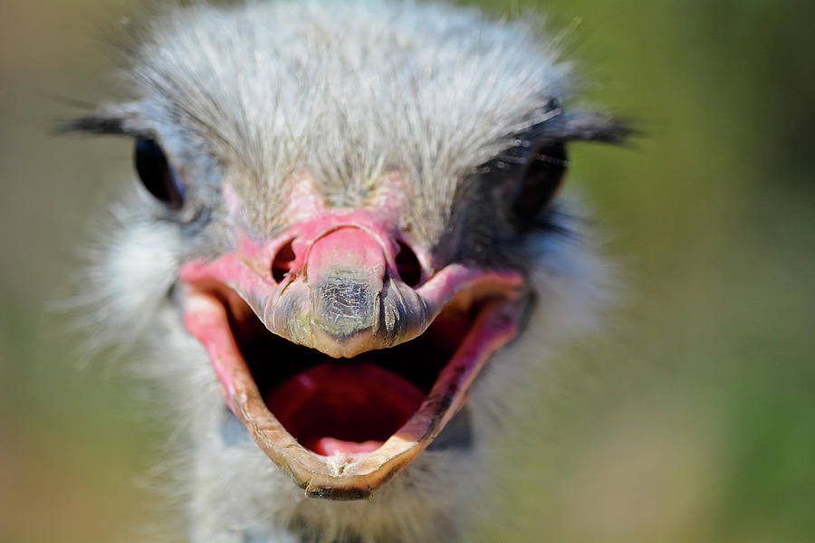 Ostrichland Ostrich  Photograph by Kyle Hanson
