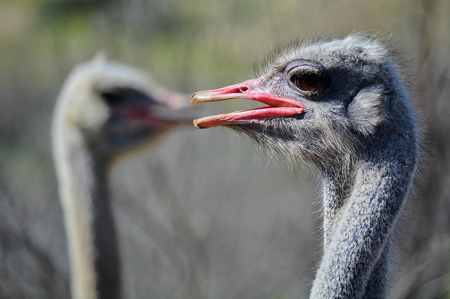 Ostrichland Ostriches  Photograph by Kyle Hanson