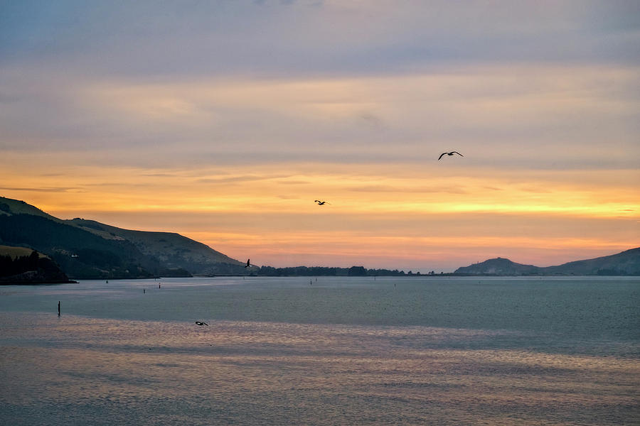 Otago Harbour Photograph by Catherine Reading