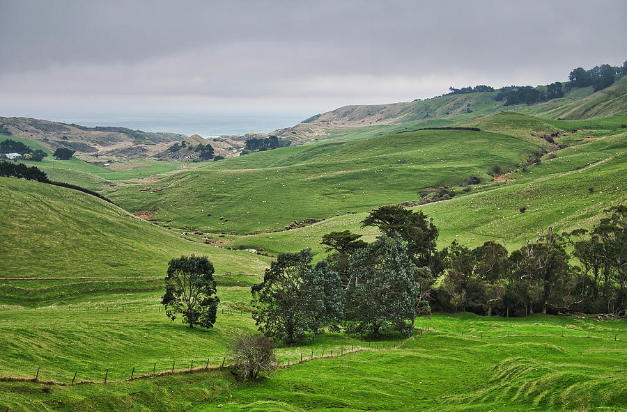 Otago Peninsula II - New Zealand Photograph by Steven Ralser