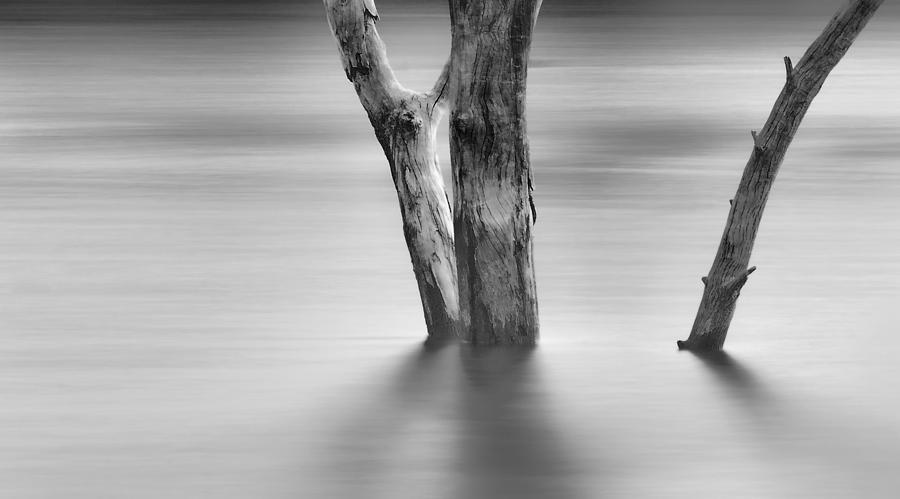 Otay Lake Tree Photograph by Joseph Smith