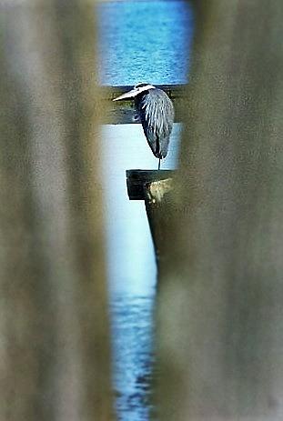 Heron Photograph - Other Side Of The Fence by John Glass