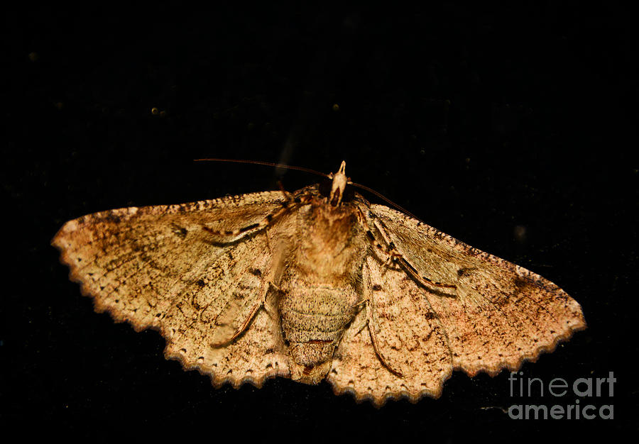 Other Side of The Moth On the Window Photograph by Adrian De Leon Art and Photography