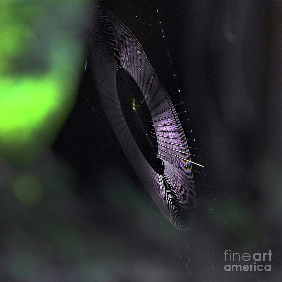 Animal Photograph - Other Worldly Weave by Skip Willits