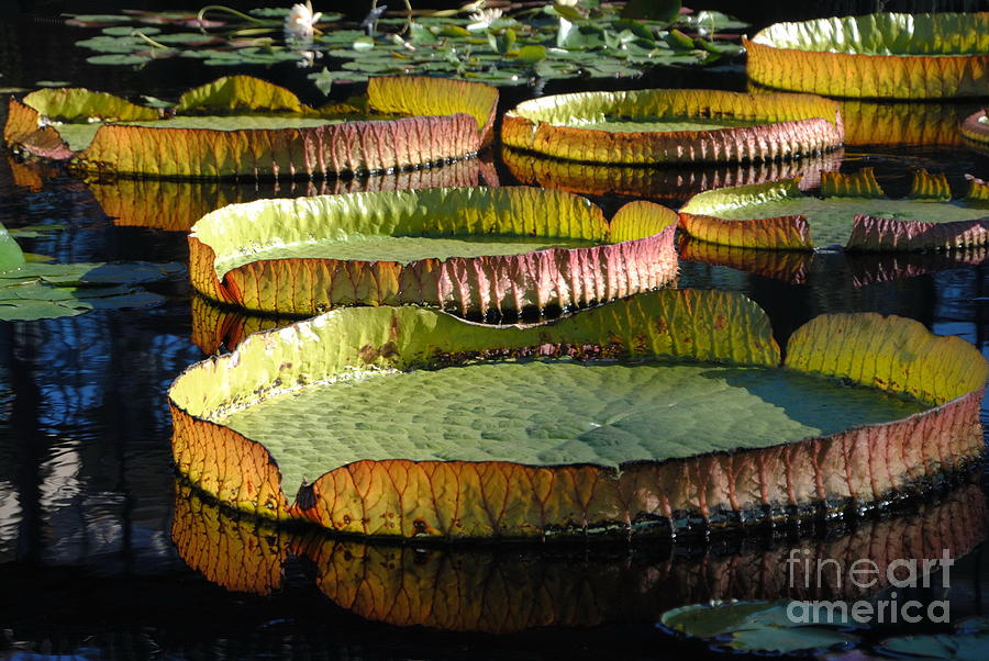 Longwood Gardens Otherworldly Water Platters Photograph by Jacqueline M Lewis