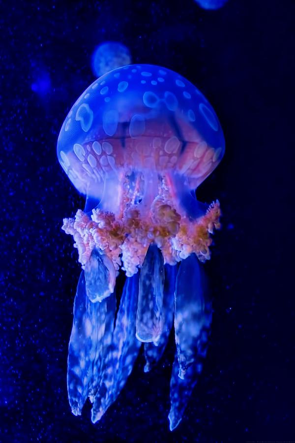 Otherworldy - White Spotted Jellyfish Photograph by Chrystyne Novack