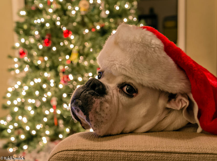 Otis Claus Photograph by Mike Ronnebeck