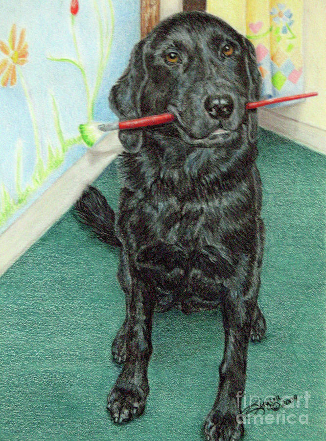 Otis Se Drawing By Beverly Fuqua Fine Art America