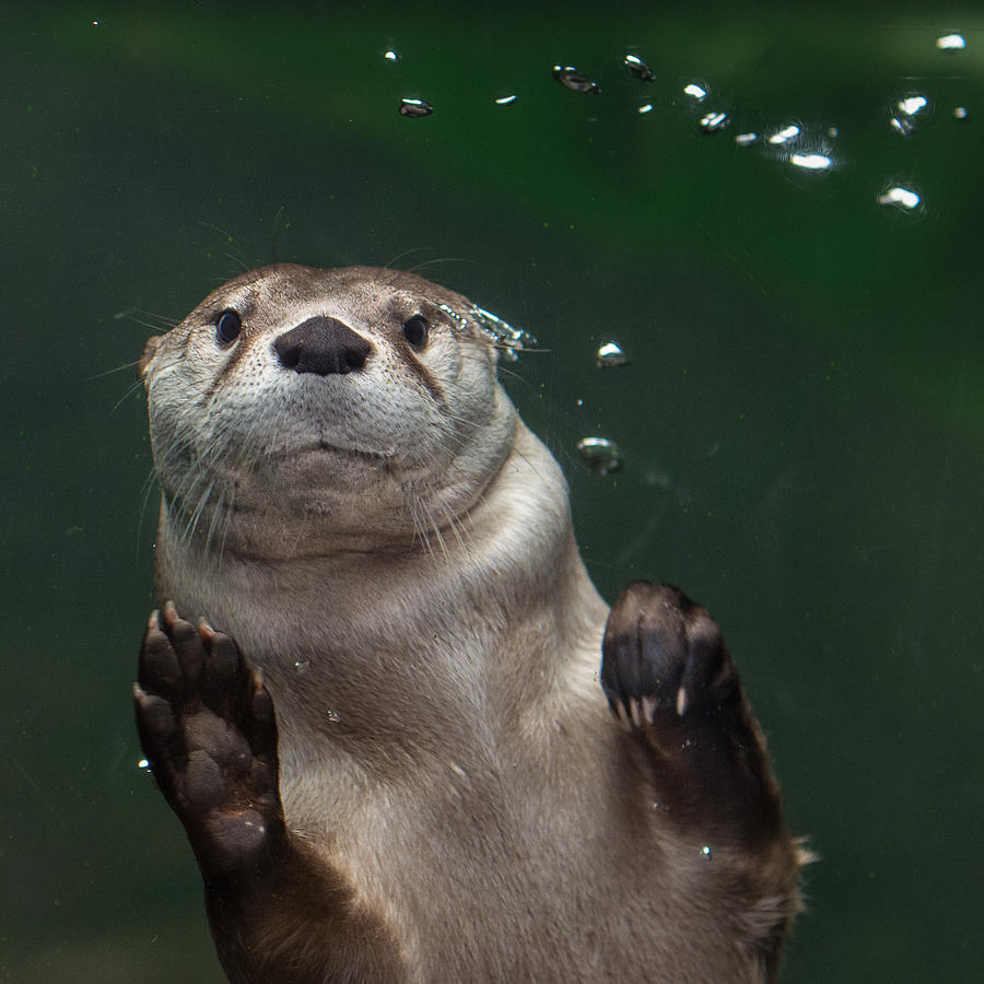 Otter Against the Glass Photograph by Greg Nyquist