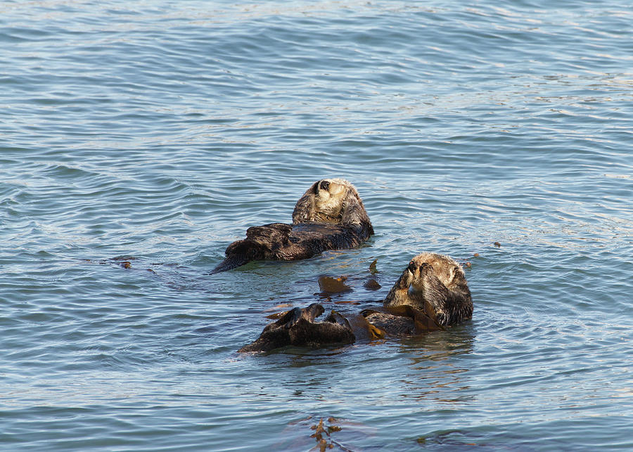 otter bath