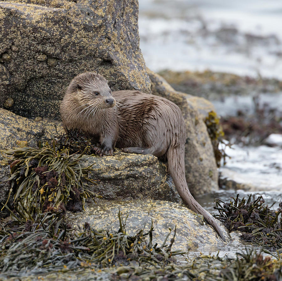Otter Beside Loch Photograph by Pete Walkden