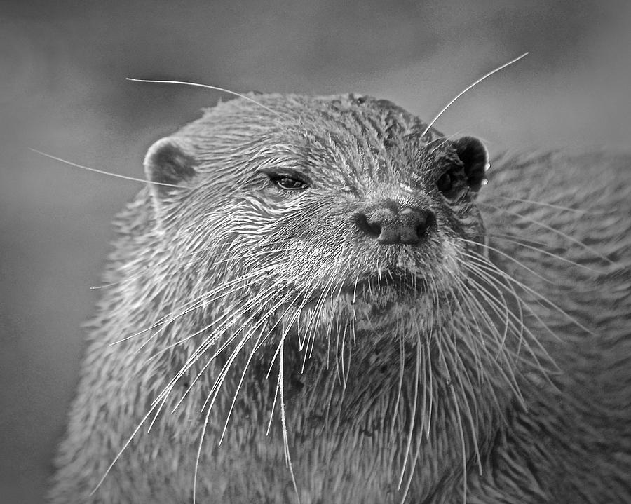 Otter Photograph by Carol Bradley