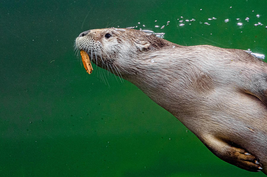 Otter Carrying Woodchip Photograph by Greg Nyquist