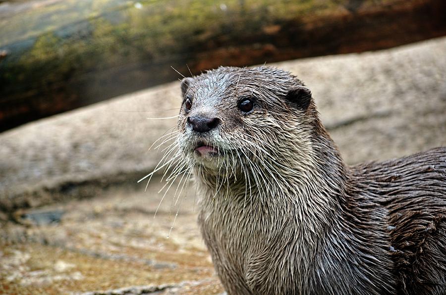 Otter closeup Photograph by Ronda Ryan