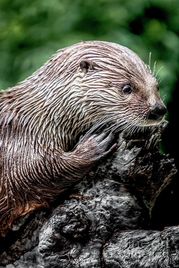 Otter framed art Photograph by David Millenheft