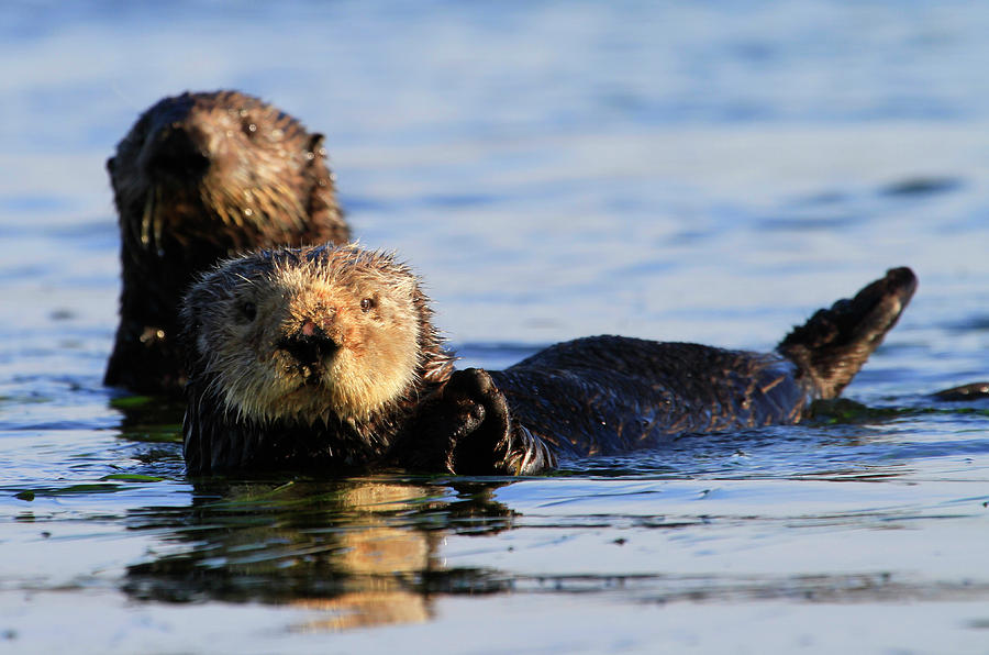 Otter Duo Photograph by Craig Sanders - Fine Art America