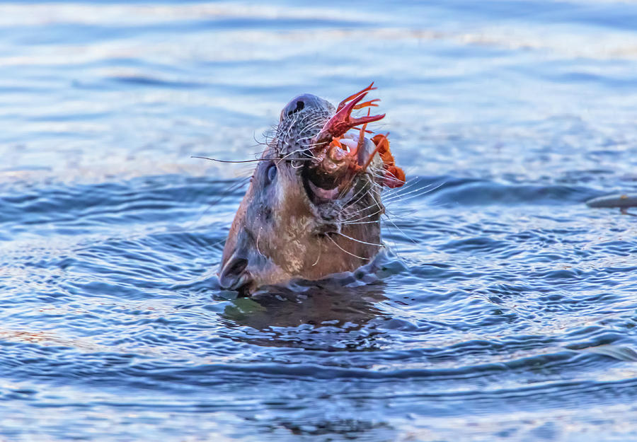 Otter Eating Breakfast Photograph by Marc Crumpler