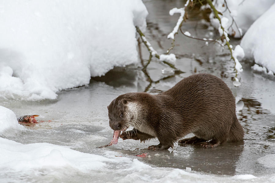 Otter Eating Fish in Winter Photograph by Arterra Picture Library